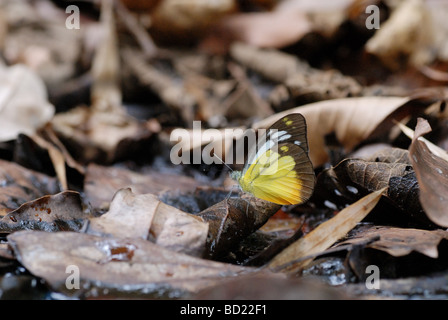 Arancione (gabbiano Cepora judith) illuminazione fino sul suolo della foresta Foto Stock