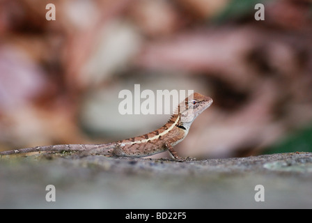 Primo piano della Emma Grey's Forest Lizard (Calotes emma) Foto Stock