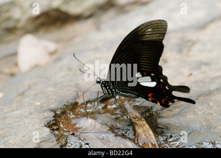 Red Helen (Papilio helenus) - una grande tropicali specie a coda di rondine Foto Stock