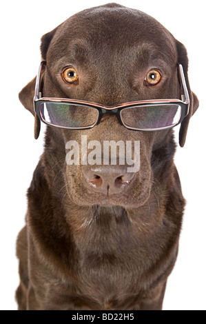 Inquadratura di un bello e ingegnoso Labrador in bicchieri Foto Stock