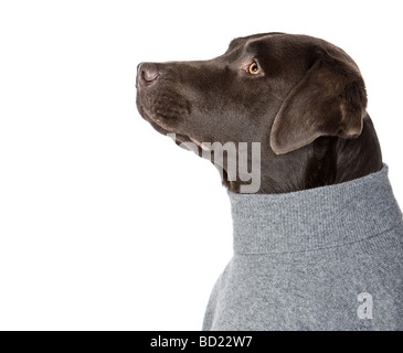 Inquadratura di un fresco guardando il Labrador in grigio rotolo ponticello del collo Foto Stock