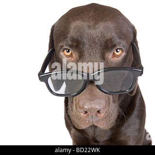 Isolato colpo di geeky cercando Labrador cucciolo Foto Stock