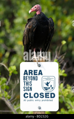 La Turchia Vulture seduti sulla zona chiusa segno - J. N. Ding Darling National Wildlife Refuge, Sanibel Island, Florida Foto Stock