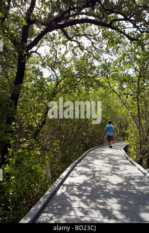 Escursionista sul sentiero Indaco Boardwalk - J. N. Ding Darling National Wildlife Refuge - Sanibel Island, Florida Foto Stock