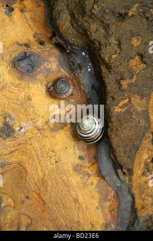 Grove lumaca, marrone-lumaca a labbro o scuro con labbro di hedge-lumaca, Cepaea nemoralis Helicidae, Gastropoda, Mollusca Foto Stock