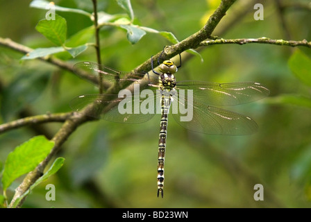 Un comune femmina Hawker, aeshna juncea Foto Stock