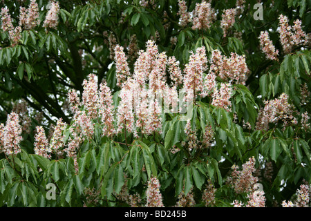 Cavallo indiano Castagno fiori, Aesculus indica, Hippocastanaceae, Himalaya, Asia Foto Stock