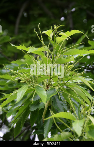 Castagno fiori, Castanea sativa, Fagaceae, Regno Unito, Europa Foto Stock