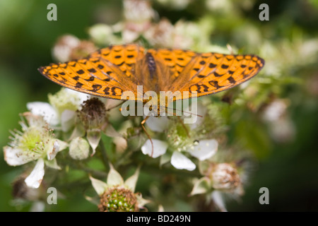 Verde scuro (Fritillary Mesoacidalia aglaja) seduto su un fiore di blackberry (Rubus fruticosus) Foto Stock