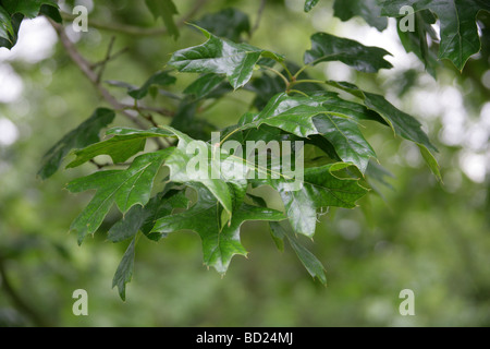 Perno del nord di quercia o di Hill's Quercia foglie, Quercus ellipsoidalis, Fagaceae, Lobatae, Nord America orientale Foto Stock