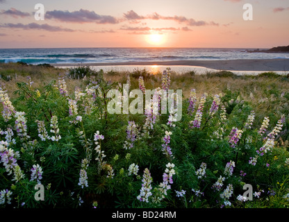 Bush Fiori di lupino lungo il Fiume Carmel membro spiaggia al tramonto. Foto Stock