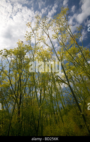 In estate, finocchio nativo di piante in fiore (Allier - Francia). En Eté, fenouil sauvage (Foeniculum vulgare) en fleur (Francia). Foto Stock