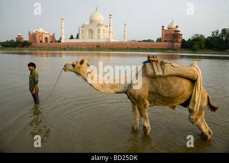 Il cammello e il suo driver emergono dal fiume Yamuna con il lato nord del Taj Mahal in distanza. Agra, India. Foto Stock