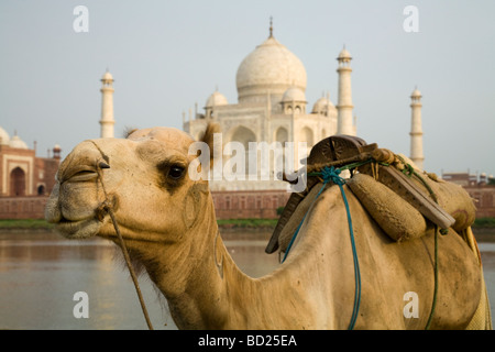 Camel emergente dal fiume Yamuna con il lato nord del Taj Mahal in distanza. Agra, India. Foto Stock