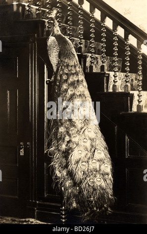 Tame Peacock su supporto in casa Foto Stock