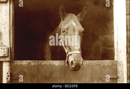 Cavallo guardando fuori della porta della stalla Foto Stock