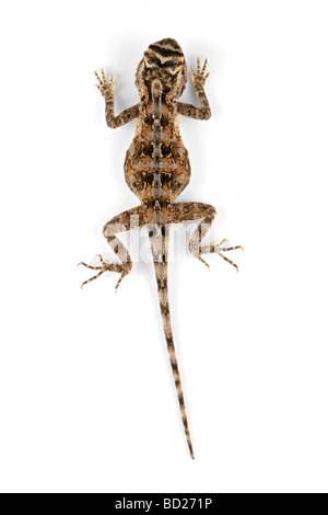 Femmina terra africana AGAMA SA (AGAMA SA aculeata) su bianco Foto Stock