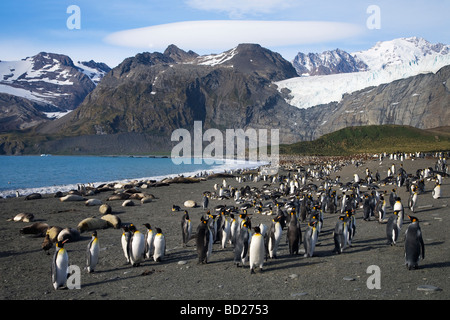 King penguins Aptenodytes patagonicus e l'elefante meridionale guarnizioni Mirounga leonina condividere la spiaggia di Porto Oro Georgia del Sud Foto Stock