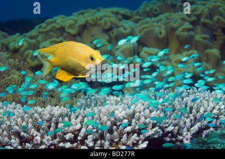 Golden fanciulla Amblyglyphidodon aureus e verde blu Chromis chromis viridis sulla tabella di diramazione coral Foto Stock