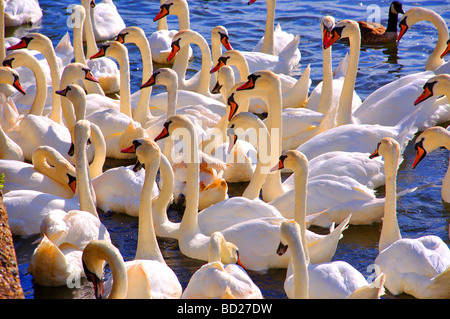 Cigni sul Fiume Tamigi, Walton-on-Thames, Surrey, England, Regno Unito Foto Stock