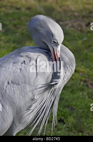 Stanley gru (anthropoides paradisaea) toelettatura Foto Stock