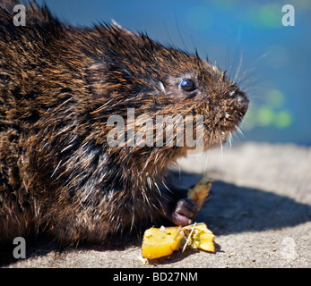 European Water Vole (arvicola amphibius) alimentazione Foto Stock