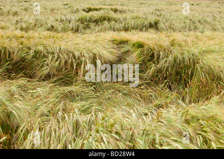 Un campo di orzo flagellate da piogge intense e forti venti in Durham Regno Unito Foto Stock