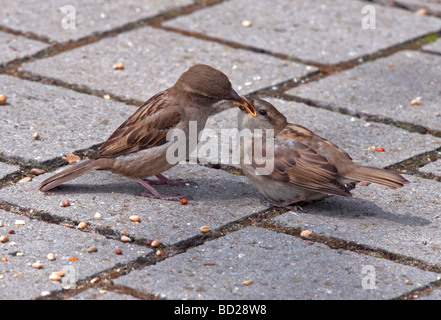 Casa madre Sparrow (passer domesticus) alimentazione neonata Foto Stock