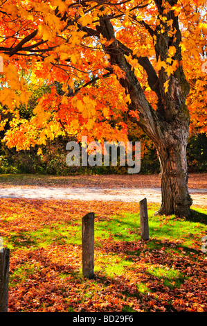 Colorato autunno acero nei pressi di strada rurale Foto Stock