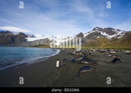 Re penguin Aptenodytes patagonicus ed elefante cuccioli di foca Mirounga leonina rilassatevi sulla spiaggia di Porto Oro Georgia del Sud un Foto Stock