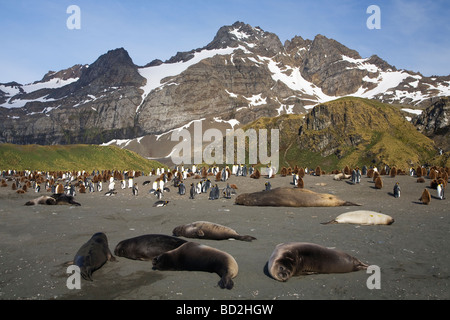 King penguins Aptenodytes patagonicus e l'elefante meridionale guarnizioni Mirounga leonina condividere la spiaggia di Porto Oro Georgia del Sud Foto Stock