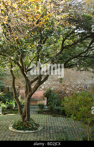 Albero in Sultan's giardini del Dar El Makhzen Kasbah che ospita oggi un museo Tangeri, Marocco Foto Stock