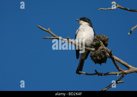 Politica fiscale Lanius collaris Western Cape Sud Africa Foto Stock