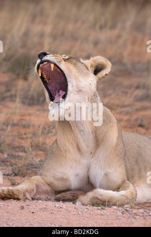 Lion Panthera leo leonessa a sbadigliare Kgalagadi Parco transfrontaliero in Sud Africa Foto Stock