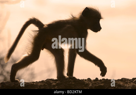 Baby babbuino stagliano mentre di estensione su enbankment all'alba nel Parco Nazionale di Kruger, Sud Africa Foto Stock