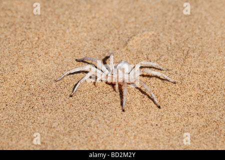 Dancing white lady spider Leucorchestris arenicola Namib Desert Namibia Foto Stock