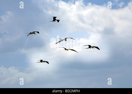 Gregge di fregate ( Fregata ) in volo volando sopra l'isola di Holbox, Quintana Roo Yucatán Penisola, Messico, Foto Stock