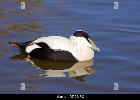 Maschio Eider settentrionale, Somateria mollisima borealis Foto Stock