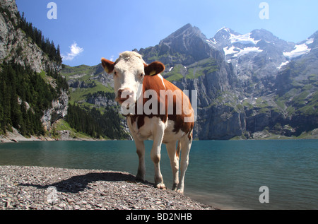 Tipica mucca svizzera sulle rive del lago Oeschinensee, Berner Oberland, Alpi Svizzere Foto Stock