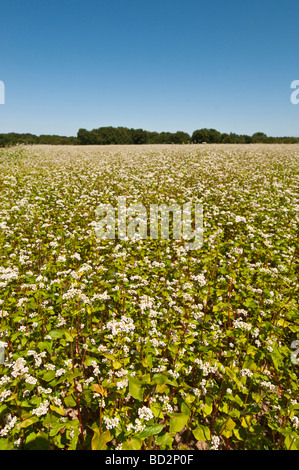 Campo di grano saraceno / Fagopyrum esculentum in fiore - Francia. Foto Stock