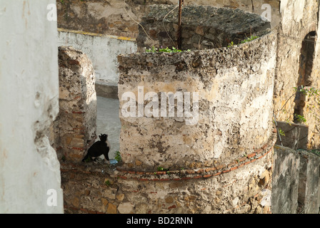 Cat on le vecchie mura della città Tangeri, Marocco Foto Stock