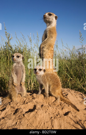 Meerkat con giovani suricata Suricatta Kalahari Meerkat Project Van Zylsrus Northern Cape Sud Africa Foto Stock