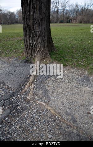 Le radici di un albero che cresce in asfalto, romperlo Foto Stock