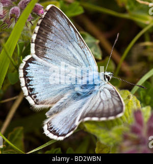 Chalkhill Blue Butterfly Foto Stock