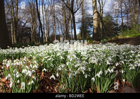 Bucaneve Galanthus nivalis nel bosco Foto Stock