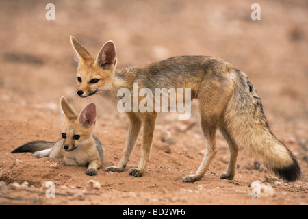 Cape fox Vulpes vulpes chama con pup Kgalagadi Parco transfrontaliero Northern Cape Sud Africa Foto Stock