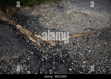 Le radici di un albero che cresce in asfalto romperlo Foto Stock