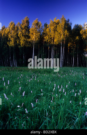 Bistort , comune bistort , Prato bistort , Polygonum bistorta , Betula pendula , argento betulla Foto Stock