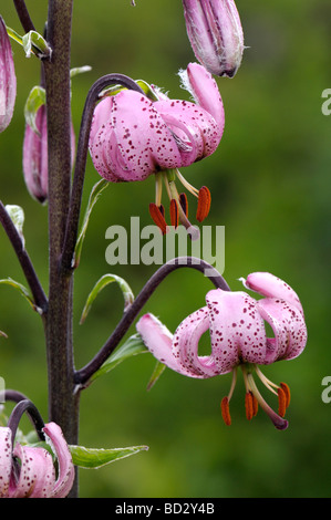 I turchi Cap primaverile, il giglio martagone (Lilium martagon), fiori Foto Stock