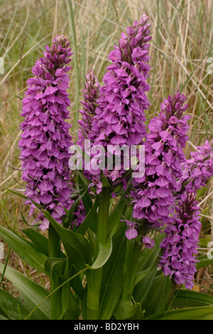 Southern marsh orchidea Dactylorhiza Praetermissa REGNO UNITO Foto Stock